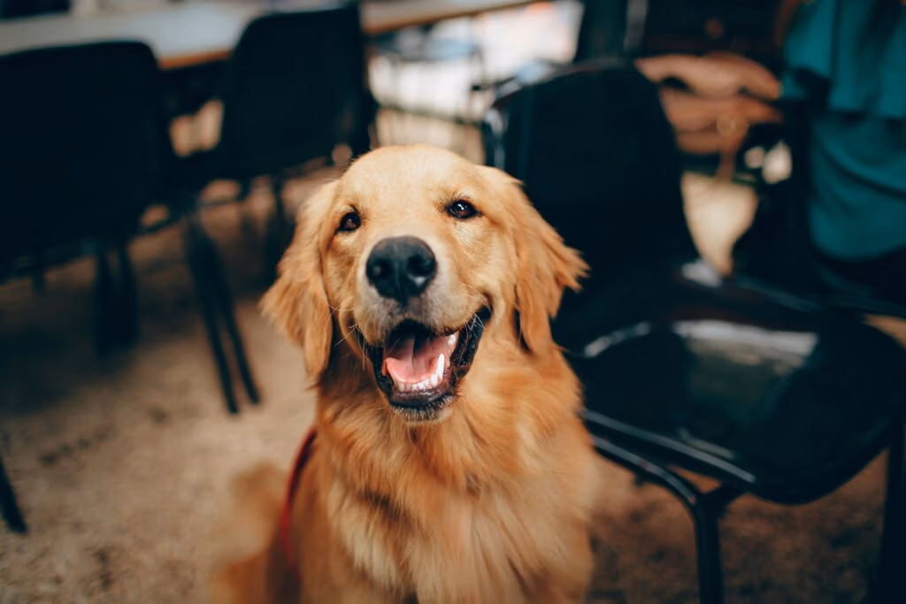 Moving with Pets: A Guide to Keeping Them Calm and Safe | Moving Tips and Resources
